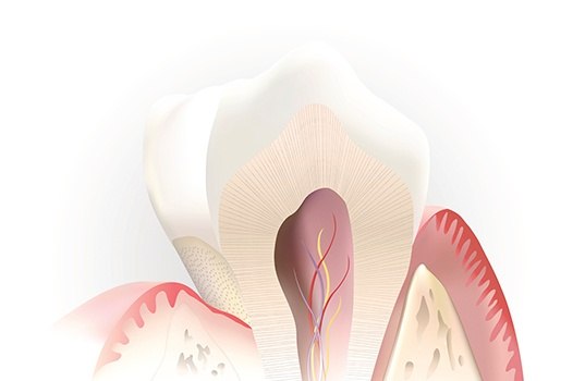 Animated root canal and supportive structures